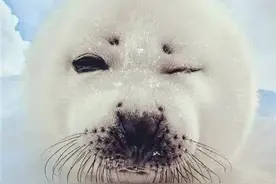 如果遇到这么妖娆的小海豹，就赶紧娶了吧！图片
