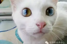 超罕见混色眼瞳！这只白色猫猫拥有三色宝石眼睛，美得让人窒息！图片