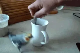 经常喂的流浪猫带了一群小喵上门来了，一点也不客气呢，求包养！图片