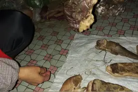 资阳也有“荧光肉“ 吓坏老太图片