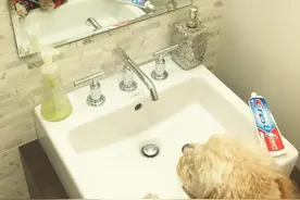 这只狗狗想要赚钱养家，于是她辛勤工作的一天开始啦！哈哈图片