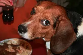 狗狗安然过冬10则 10 Tips To Keep Your图片