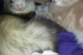 当猫咪遇上雪貂，抱抱睡觉简直太可爱啦！图片