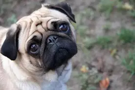 汪星最忧郁的犬——巴哥图片