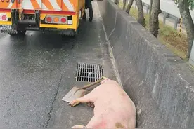 为了活下去，屠宰车上的大胖猪竟在国道跳车求生！但结果看傻眼！图片