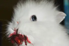 可爱兔子吃草莓秒变魅惑吸血鬼，动物与浆果相遇给你别样震撼感受图片