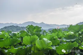 你眼中的杭州什么颜色？图片