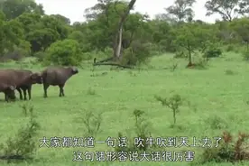 农村大爷早上去放牛，发现牛却在屋顶，这是谁吹上去的？视频封面