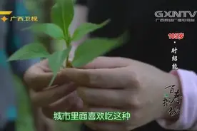 野生苦茶里面加茱萸助消化，百岁爷爷消化好都是因为每天喝它视频封面