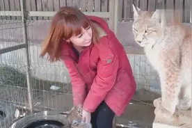 猞猁和狗一起尽情玩耍，它跑起来像个小坦克，狗狗根本扛不住！视频封面