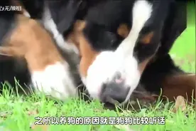为什么人们都说，咬了主人的狗必须打死，看完解开多年疑惑视频封面