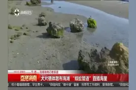 大片礁体散布海滩“蜈蚣管道”直插海里