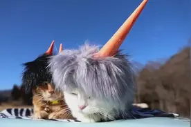 主人把猫咪打扮成杀马特，猫咪的全程高冷，满脸的嫌弃