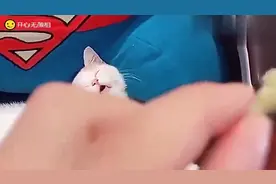 一只睡觉的小白猫，还张着嘴睡觉，心都萌化了！