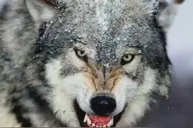 看完之后你就会知道狼和哈士奇的区别了 音乐赞