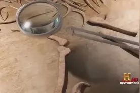 打开抽屉，每个格子里都是一个恐龙化石！