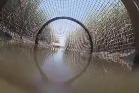 原来鱼笼是这么捕鱼的，可算看清楚鱼是怎么进去的了！视频封面