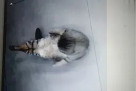 猫会做仰卧起坐了 逆天了图片