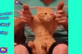 搞笑动物爆笑短片图片