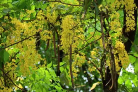 新知丨满树尽下黄金雨——腊肠树图片