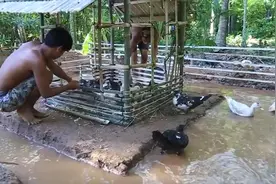 野外生存，小伙模仿野外池塘给鸭子建个窝，这种环境鸭子成活率高