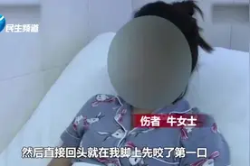 女子遛狗时被别家阿拉斯加连咬三口 限养办：小区内禁养大型犬视频封面
