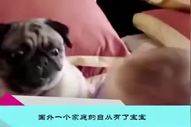 自从宝宝出生后，狗狗天天和宝宝一起睡懒觉，再也没早起过