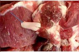 猪肉上寄生钩虫？多专家辟谣：不可能图片