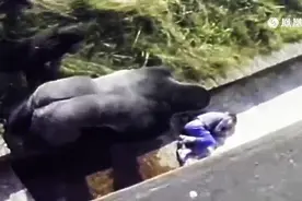 小男孩掉进猩猩窝受伤 “暖心”猩猩出手保护，感动飙泪图片