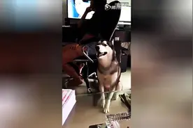 一只哈士奇听到主人说不要它时，立马伤心的哭了起来图片
