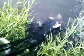 小伙在水里摸东西，摸半天从水里拉出来这个，朋友们看到都很兴奋图片