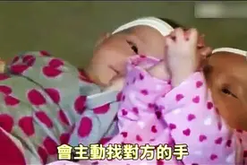 牵手出生半年后，双胞胎女婴仍爱手牵手图片