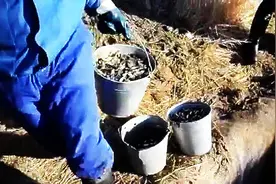 这个水坑是放鱼的水窖吗？里边有这么多鱼图片