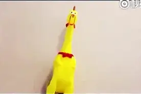 这是一只有灵魂的歌鸡，简直太魔性了图片