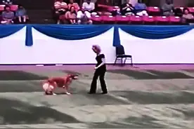 金毛犬跟女主精彩舞蹈，引现场观众尖叫连连，狗狗配合的太精彩了图片