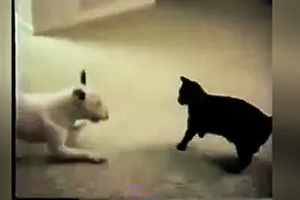 狗狗在猫咪面前嘚瑟，猫咪最后只用了一招，这36计学的，成精了图片