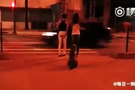 让人汗颜的狗狗，这狗知道等红绿灯，但是你看看前面的人...图片