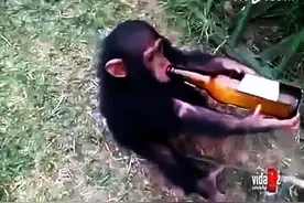 小猴子爱喝酒？抢走酒它的反应更是让人傻眼，当真酒鬼无误！图片