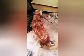 金毛不停在被淹的洞旁徘徊，并不顾恶臭钻进去解救了一条生命！图片