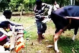 实拍奶牛妈妈难产，兽医紧急助产，这兽医和牛妈都太不容易了图片