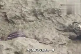 连军舰都惹不起的老鼠，怎样防止它上船视频封面