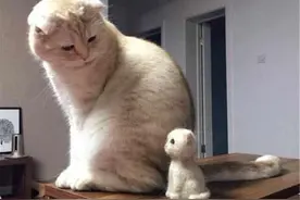 有人用猫毛做了逼真的小小猫 还有人用狗毛...图片