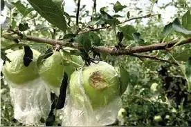 冰雹过后，灵宝、陕州的苹果、西瓜被打成“筛子””图片