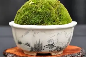 杀虫妙招，花儿再也不会被虫子欺负了！图片