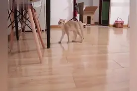 你见过横着走的猫吗被主人耍的团团转，尾巴是炸毛了吗视频封面