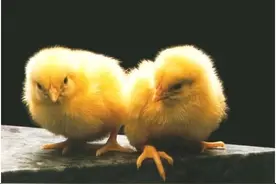 新技术帮助辨别蛋中胚胎性别 雄性小鸡或免惨死图片