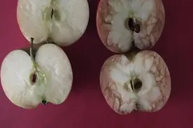 英教师用“烂心苹果”诠释校园欺凌危害 学生震惊图片