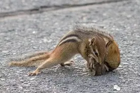 围观丨花鼠打架麻雀来劝 现实中的童话情节图片