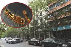 成都上演人虫大战 天降毛毛虫雨皮肤沾上就红痒图片