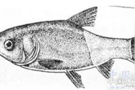 如何用肉眼诊断鱼病图片